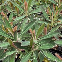 Euphorbia x martini